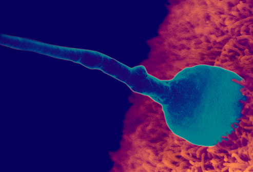 getty_rm_photo_of_sperm_fertilizing_egg