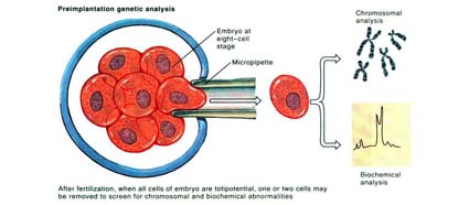embryo-biopsy